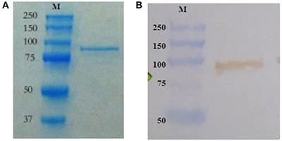 Recombinant DnaK Orally Administered Protects Axenic European Sea Bass Against Vibriosis